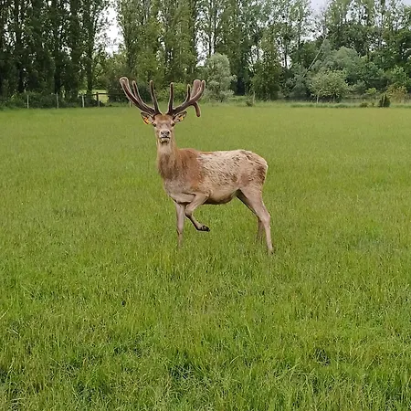 Le Bois Clairet Tatil Evi