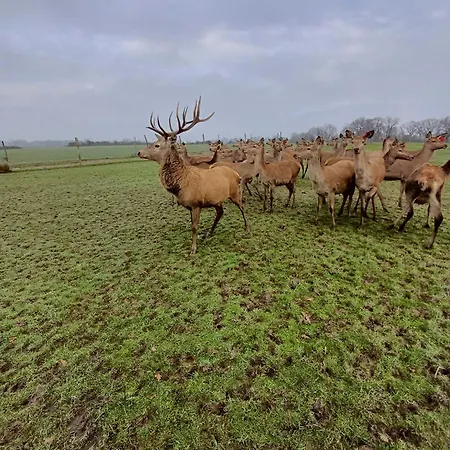 Le Bois Clairet Casa de Férias Journet