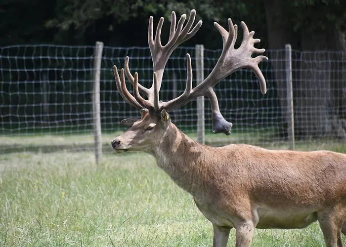 Сasa de vacaciones Le Bois Clairet *