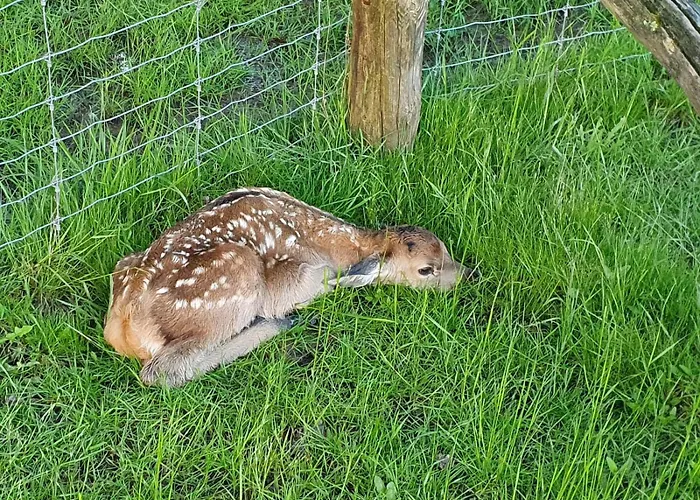 Сasa de vacaciones Le Bois Clairet Journet
