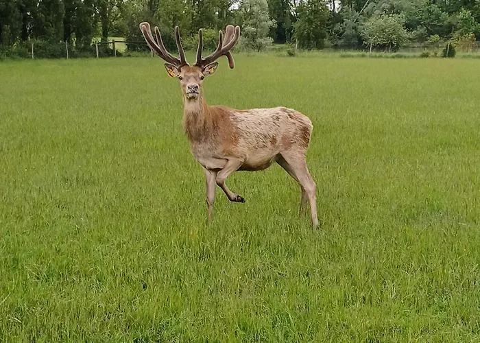 Le Bois Clairet Сasa de vacaciones