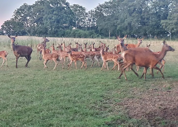 Le Bois Clairet Journet